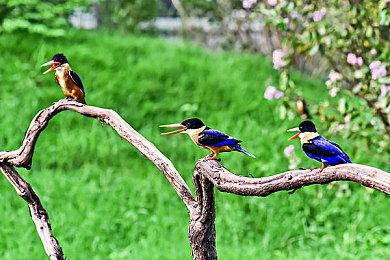 前BioWare老兵抨击EA：只有高管热衷于AI开发